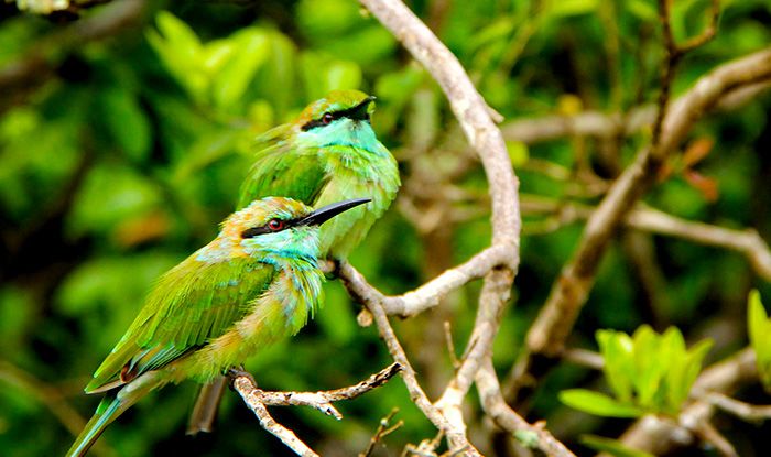 birdwatching-sri-lanka