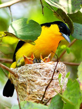 birdwatching