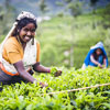 sri lanka best tour comments by thawalama tours -sri lanka 