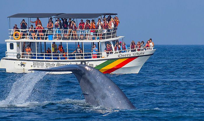 whale-watching